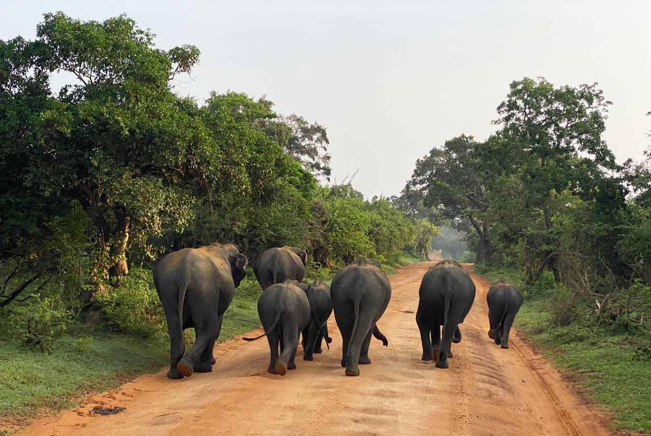 10 Days / 9 Nights Sri Lanka Luxury Tour Package